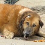 Senior Dog Lay Crying For Help For Days, But Nobody Came Forward To Help Him.