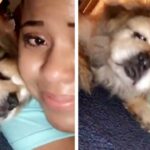 Senior Dog Nearing The End Wipes Away Her Best Friend’s Tears