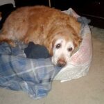 Senior Dog Who Can’t Climb Onto Bed Anymore Sleeps With Dad’s Shirt Instead