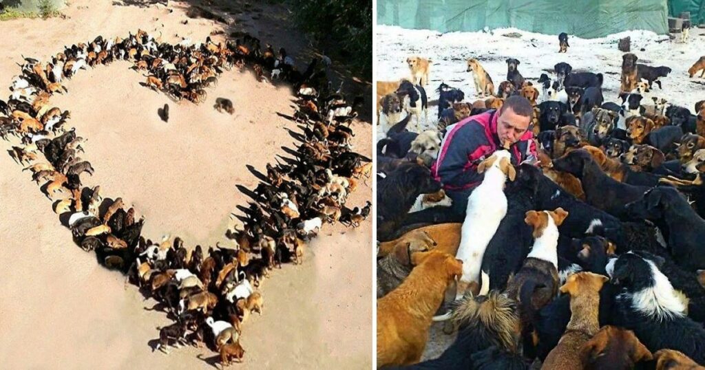 Man Hates To See Dogs Suffering, So He Saves Over 1700 Abandoned Dogs