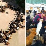 Man Hates To See Dogs Suffering, So He Saves Over 1700 Abandoned Dogs