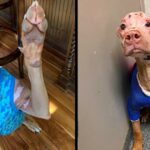 Severely Burned Pitbull Defied The Odds And Now He Loves Life