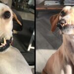 She became fed up with her dog being called “ugly” and displayed her inner beauty, becoming viral.