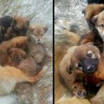 She Died In Freezing Cold And Starvation, A Mother Dog Sacrifices Her Life To Save Her 7 Pups