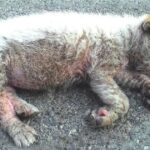 She laid in the middle of road in severe condition hopeless waiting for kind people come to help!