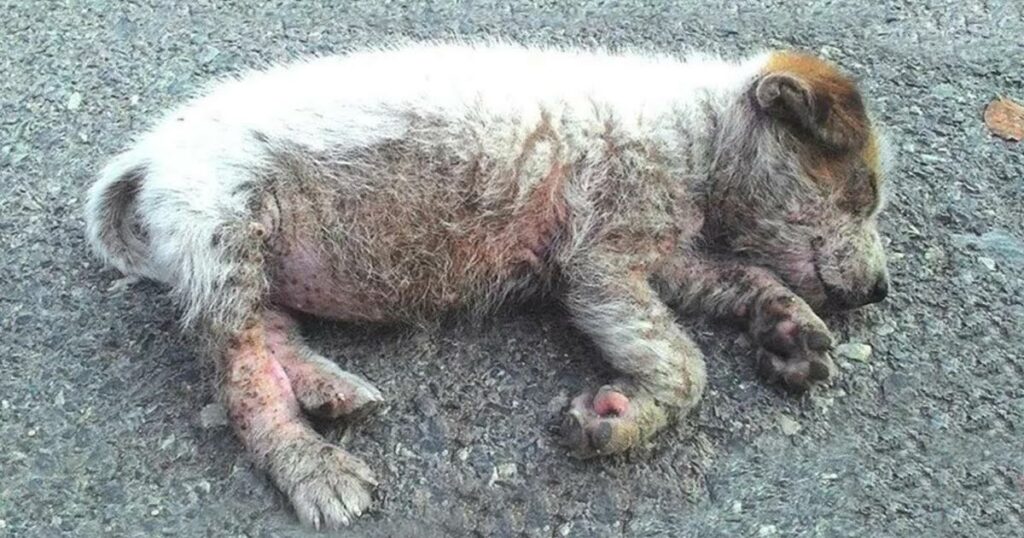 With a heavy heart, she lay in the middle of the street in dire condition, feeling helpless and abandoned, waiting for someone to come to her aid