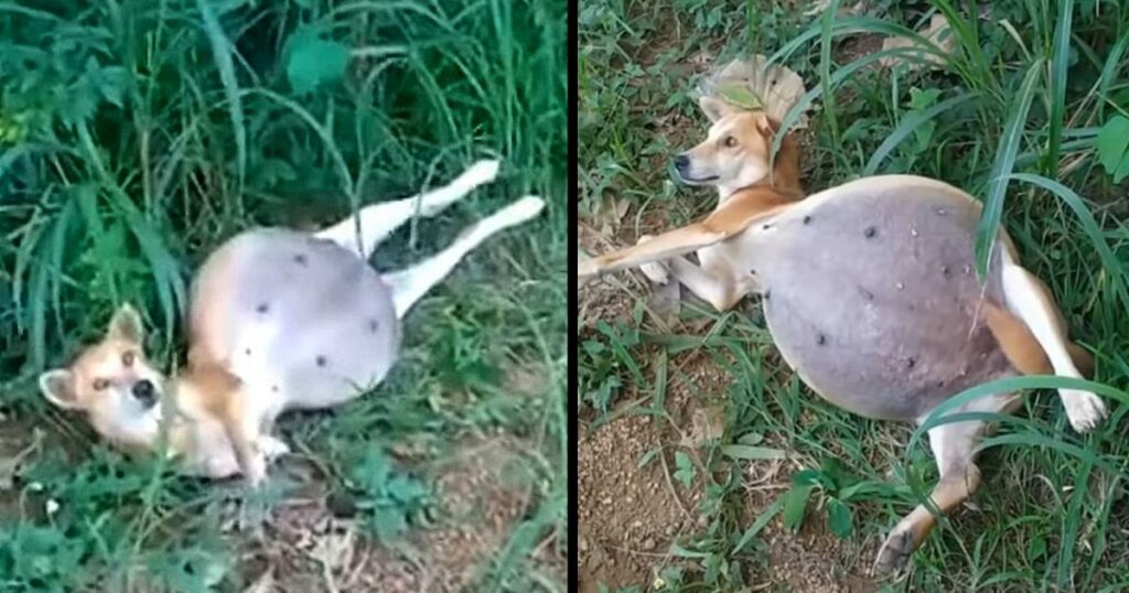 The poor dog kept looking at passersby and waiting with some hope of help even though her stomach was about to explodebut no, everyone ignored