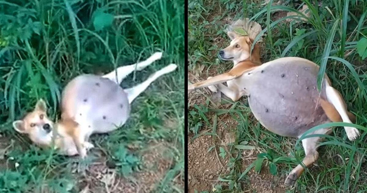 The poor dog kept looking at passersby and waiting with some hope of help even though her stomach was about to explodebut no, everyone ignored