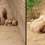 She suffered in long time without help try to feed her puppies for survived until she can’t