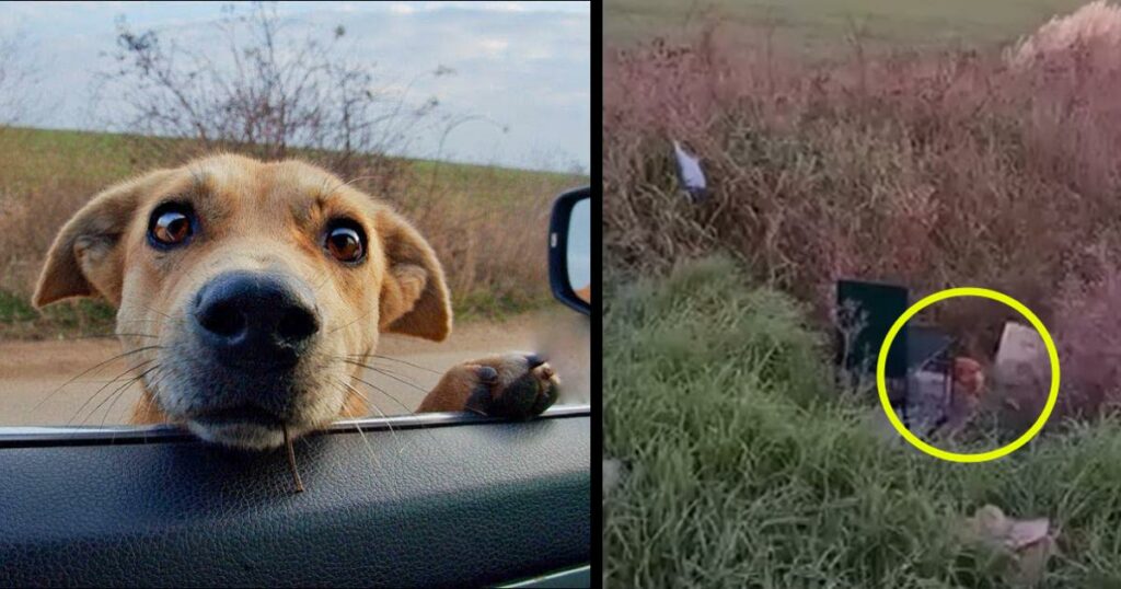 She Tried to Stick Her Head Into My Car to Beg For Help But She Wanted to Show me Something Else