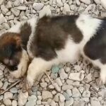 Abandoned Over A Fence, She Is Unable To Sit Up And Spends All Her Time Crying In Agony