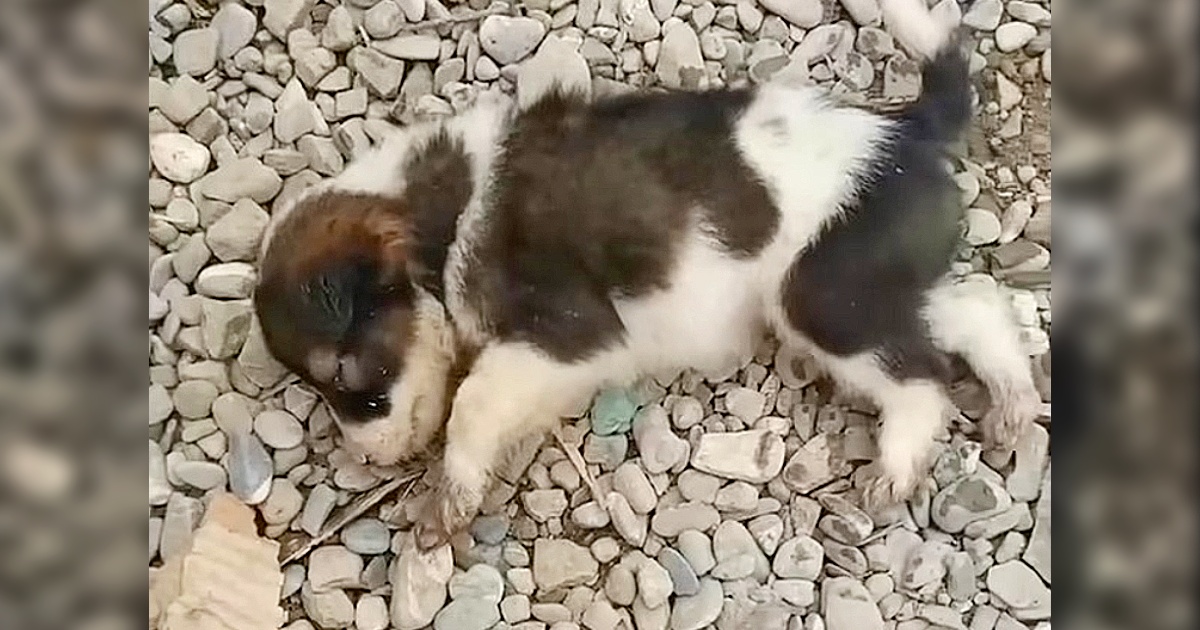 Abandoned Over A Fence, She Is Unable To Sit Up And Spends All Her Time Crying In Agony