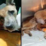 She was dumped with the biggest tumor on her face, suffered long time without any help!