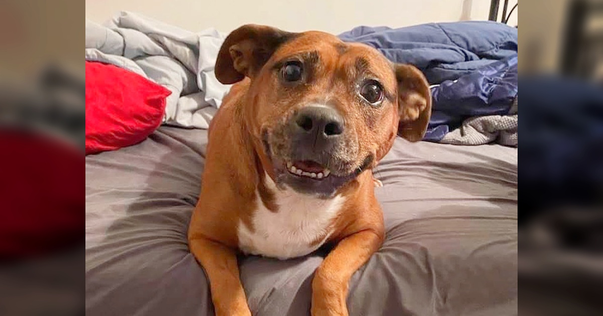 Shelter dog with ‘no hope left’ finds someone to give her ‘second chance’