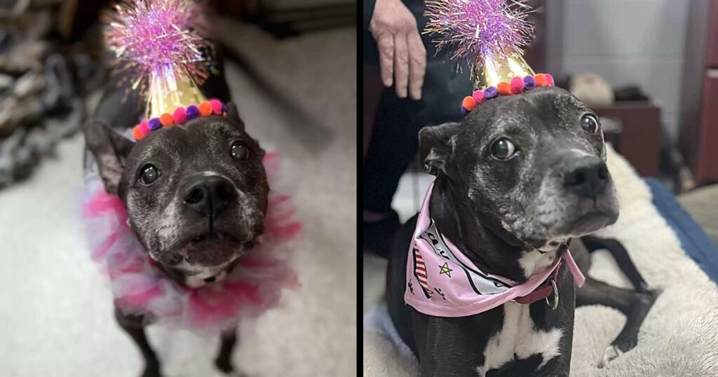 Shelter Throws The Sweetest Surprise Party For Unadoptable Senior Dog