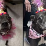 Shelter Throws The Sweetest Surprise Party For Unadoptable Senior Dog