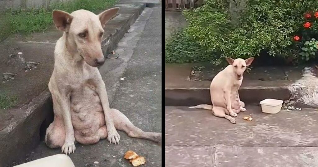 She’s sitting motionless beside the road, crying in pain for days people passby but no one help