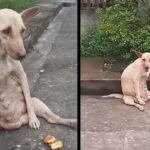 She’s sitting motionless beside the road, crying in pain for days people passby but no one help