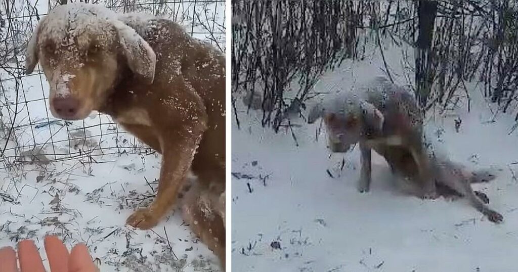 She’s so scared and exhausted dragging on the snowing tried to run away people