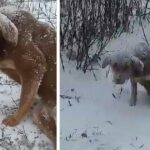 She’s so scared and exhausted dragging on the snowing tried to run away people