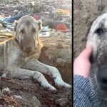 Sick Dog Tossed In Landfill For Being “Useless”, Buried In Trash & Waits To Die