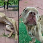 Skinny Dog Left in Cage Now Has a Completely Different Appearance