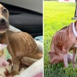 Khaleesi’s Heartwarming Story, From Only Bones To The Sweetest Pitbull Ever Thanks To The Assistance Of Her Emotional Support Dog