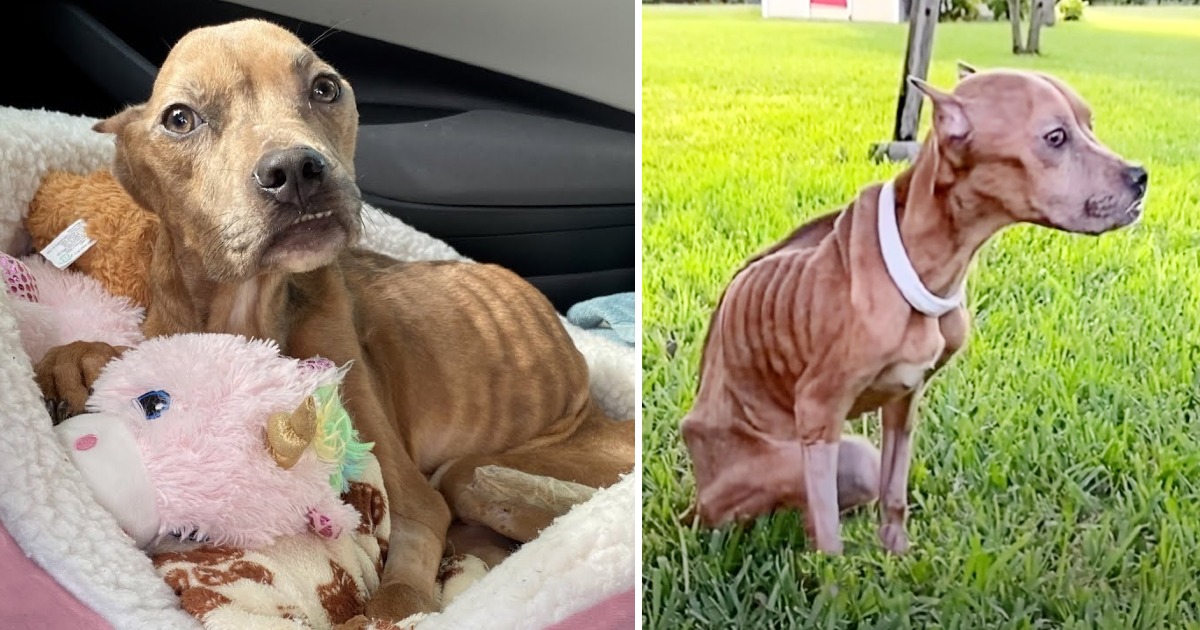 Khaleesi’s Heartwarming Story, From Only Bones To The Sweetest Pitbull Ever Thanks To The Assistance Of Her Emotional Support Dog