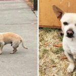 Abandoned Dog Refuses To Leave The Spot Where He Last Saw His Family