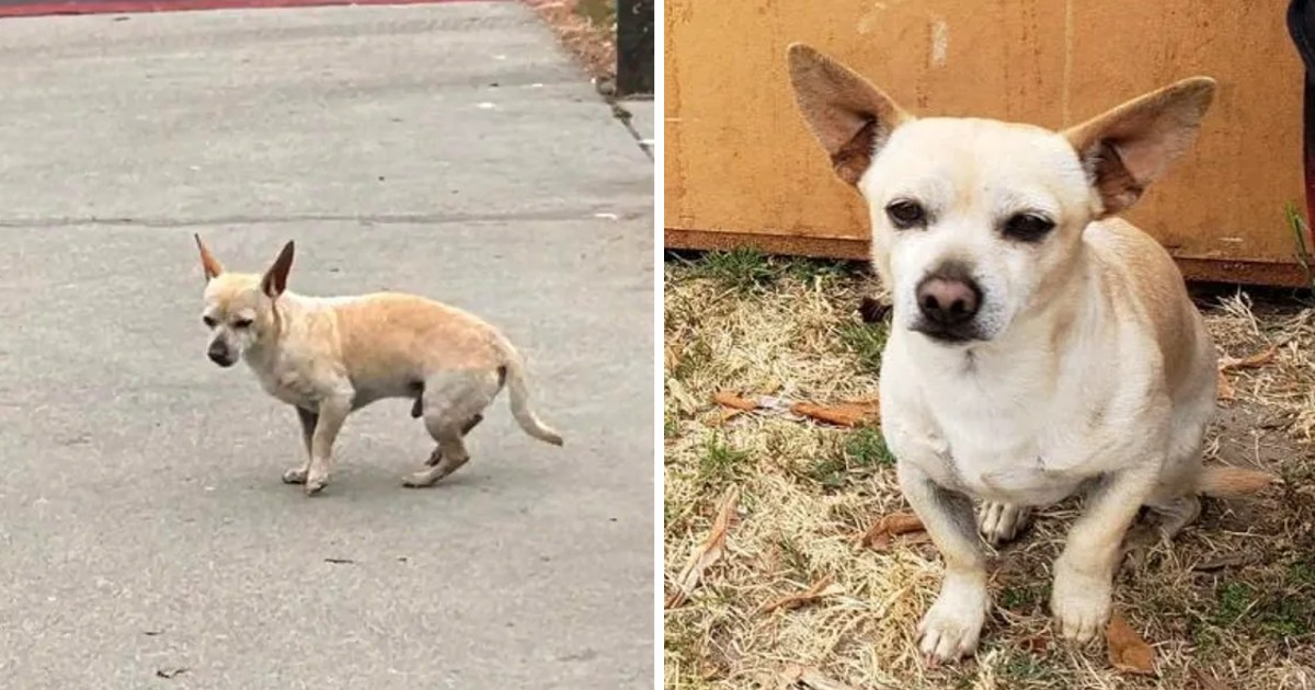 Abandoned Dog Refuses To Leave The Spot Where He Last Saw His Family