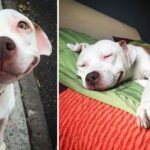 The rescued stray Pitbull wears a perpetual smile after being rescued from the streets