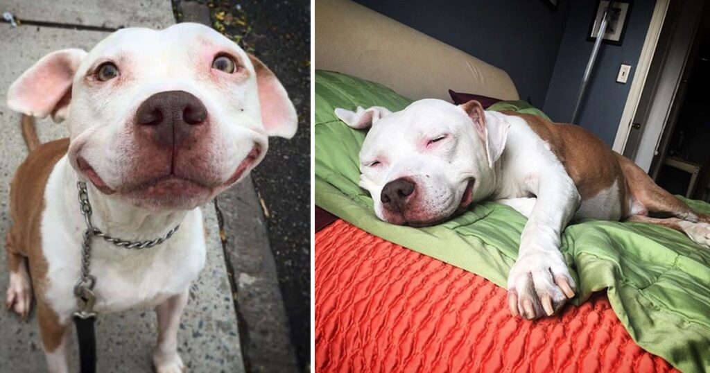 The rescued stray Pitbull wears a perpetual smile after being rescued from the streets