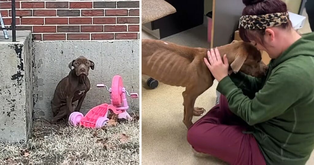 An Adorable Skinny Abandoned Dog Who Badly Needs Assistance Melts In His Rescuer’s Arms