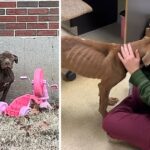 An Adorable Skinny Abandoned Dog Who Badly Needs Assistance Melts In His Rescuer’s Arms