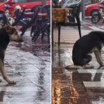 Video Of Heartbroken Dog Sitting In The Rain Helps Her Reunite With Family After 8 Months & The moment Is Speechless.