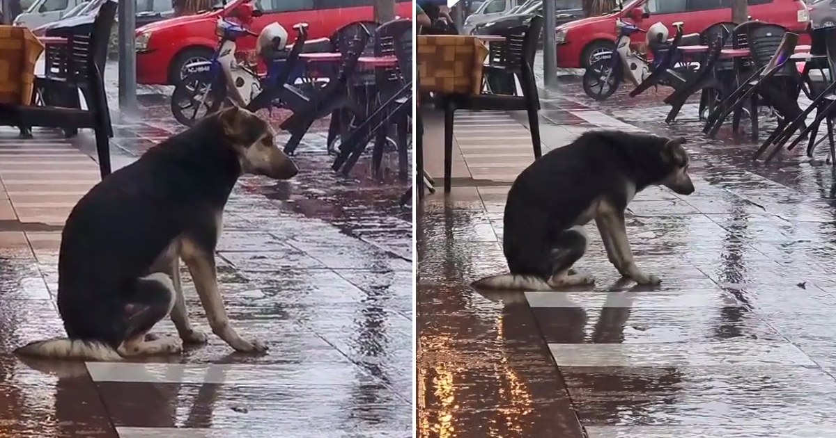 Video Of Heartbroken Dog Sitting In The Rain Helps Her Reunite With Family After 8 Months & The moment Is Speechless.