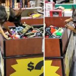 Excited German Shepherd Leaps Into Toy Bin To Pick Out Her New Toy