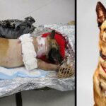 Soldier Adopts Badly Injured Military Dog That Saved His Life