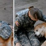 Elderly Dog Hardly Can Walk, Cries When She Sees Her Soldier Mom Coming Back Home