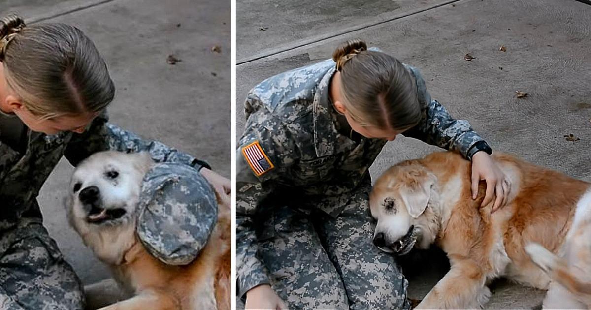 Elderly Dog Hardly Can Walk, Cries When She Sees Her Soldier Mom Coming Back Home