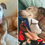 After 11 Years On The Street, Deaf Dog Finally Finds Forever Family