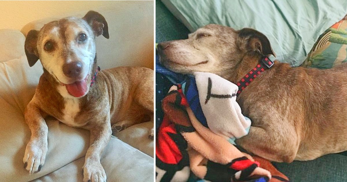 After 11 Years On The Street, Deaf Dog Finally Finds Forever Family