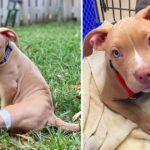 Disabled Dog Was Dumped in a Public Restroom, But It Turned Out to Be Best Thing That Happened To Him