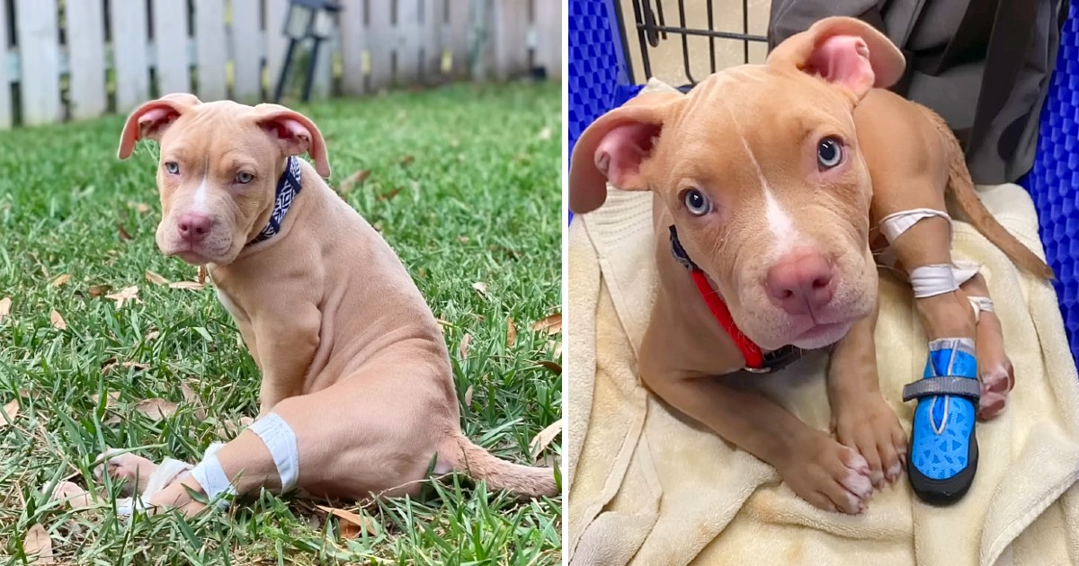 Disabled Dog Was Dumped in a Public Restroom, But It Turned Out to Be Best Thing That Happened To Him