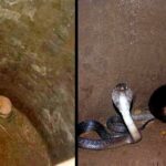 Someone threw puppies into a well, and a poisonous but extremely friendly cobra helped them