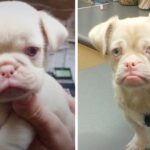 Nobody Wanted This Dog Because He Was Different, But One Family Thinks He Looks Absolutely Perfect