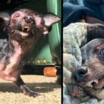 Special-Needs Dog Was Told She’s A Monster & Too Ugly For A Home