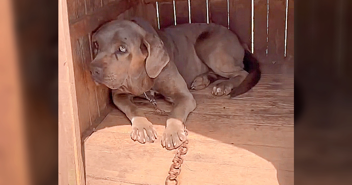 Dog Chained Up Outside For 3 Years Finally Gets To Run Again