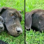 Starving and Exhausted Mother Dog just crying and Desperate to Feed Her Puppy