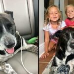 Strangers reunite sweet dog with her military family after 3 years apart